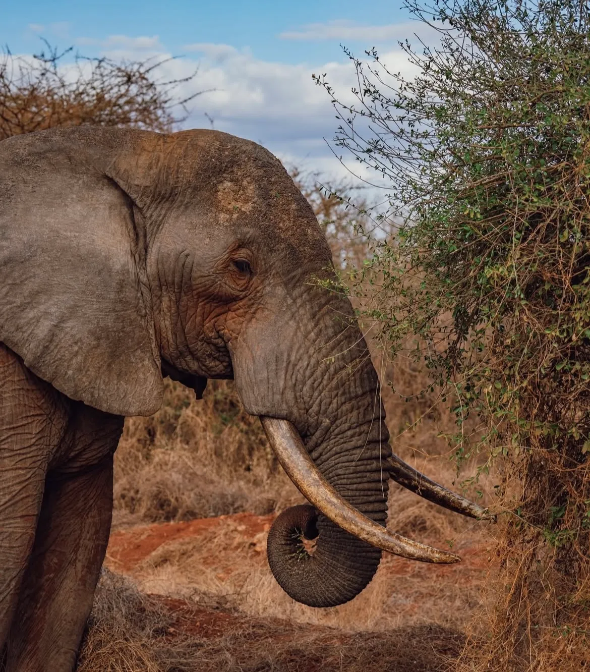 Mikumi Safari - Elephants