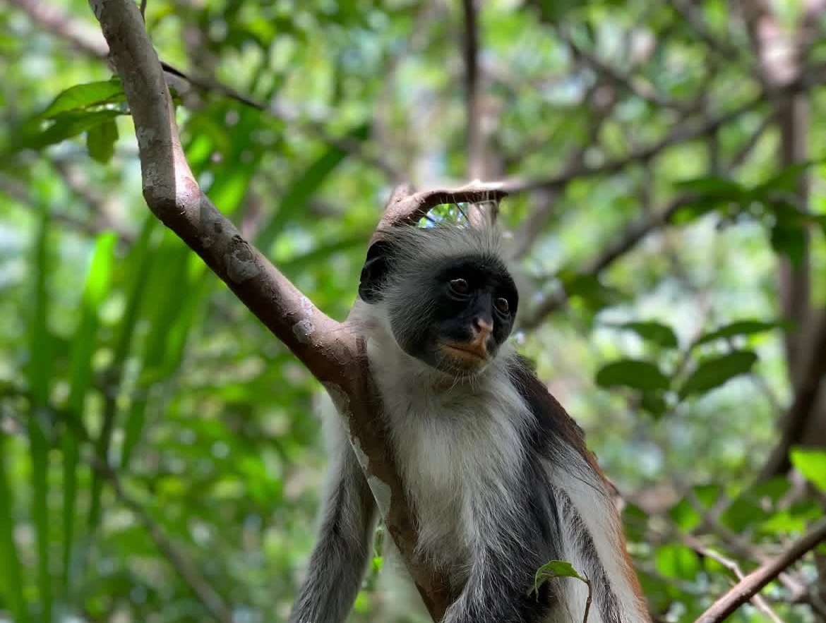 Colobus Monkeys